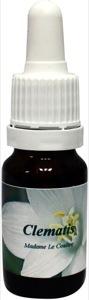 Star Remedies Clematis madame le coultre