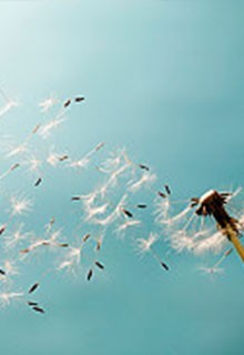 pollen in de lucht