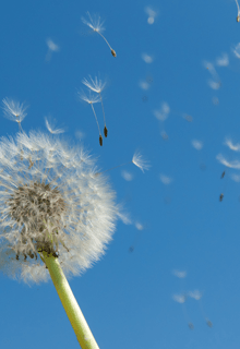 paardenbloem met pollen