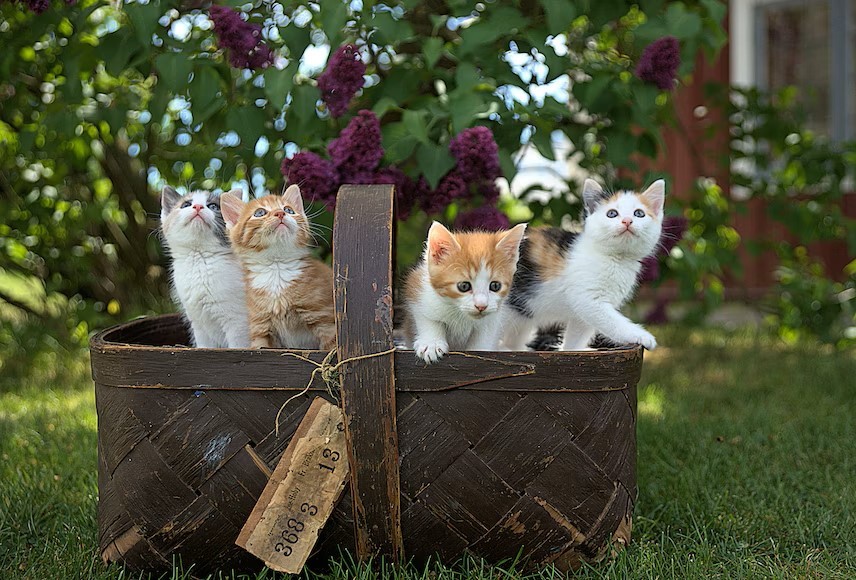 Oormijt bij katten