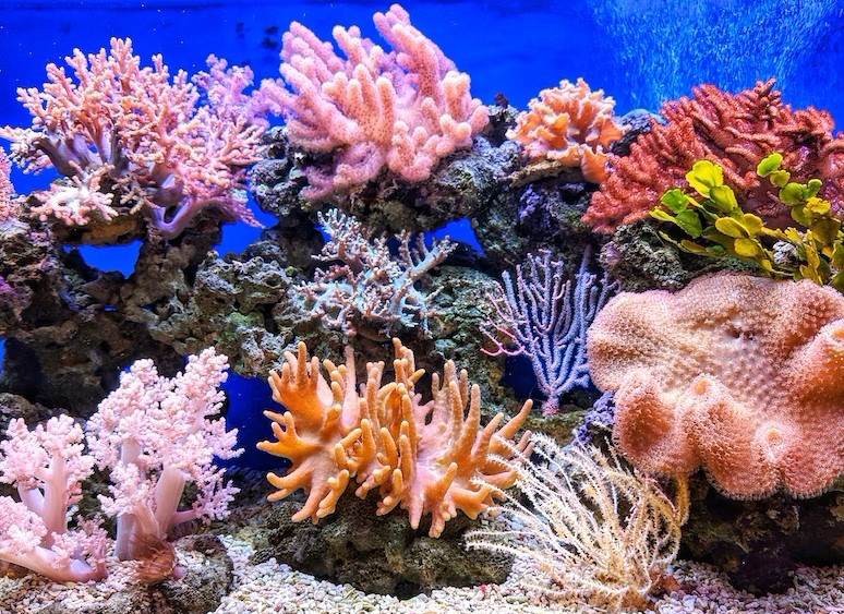 Welke zonnebrand is niet schadelijk voor het koraal?