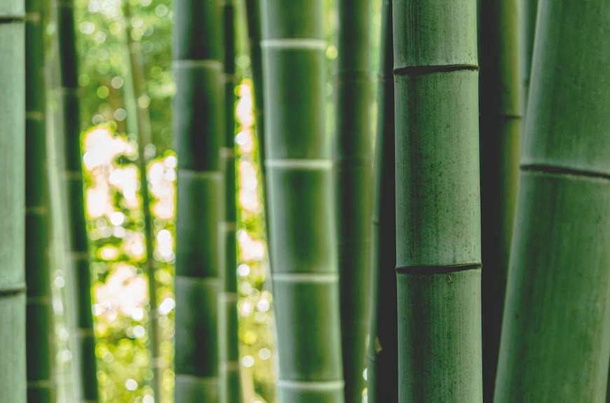 Wat zijn de voordelen van bamboe? 